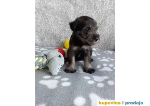 Srednji Šnaucer štenci - 8/9
