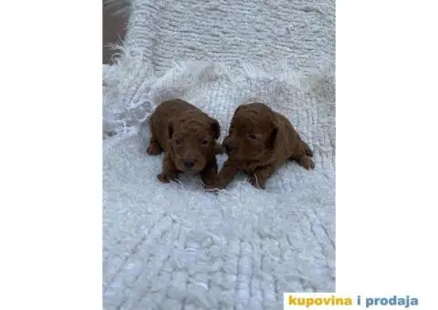 Patuljaste pudle - crvene - 1/3