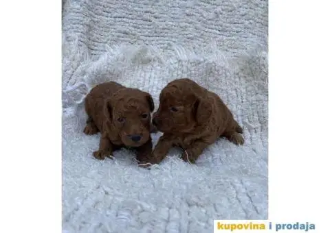 Patuljaste pudle - crvene - 2/3