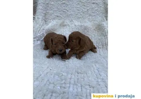 Patuljaste pudle - crvene - 3/3