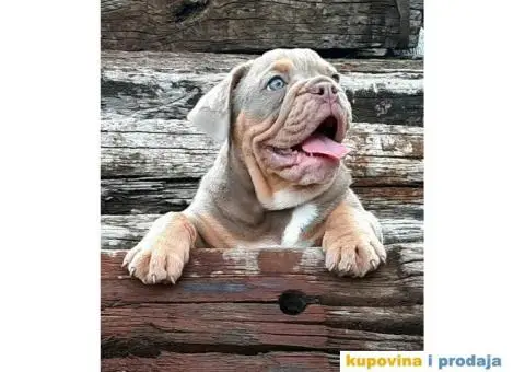Engleski Buldog - 1/4
