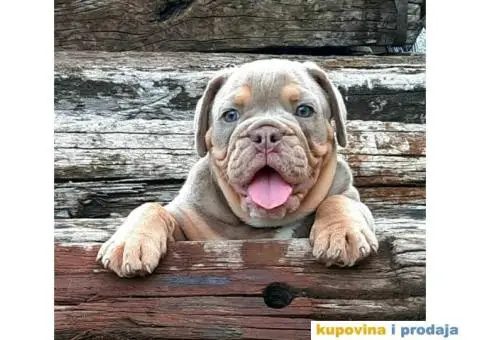 Engleski Buldog - 2/4