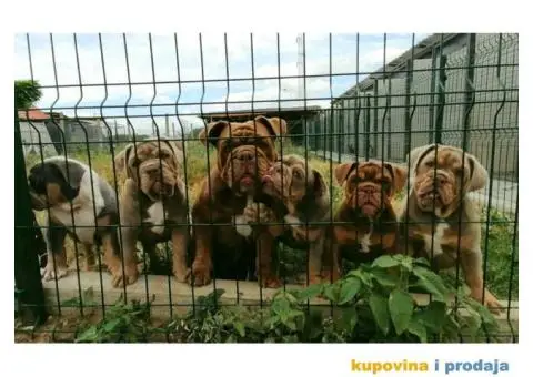 Engleski Buldog - 3/4