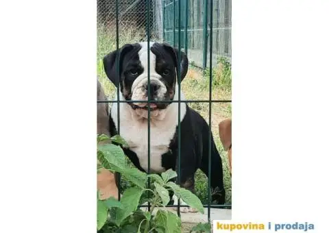 Engleski Buldog - 4/4