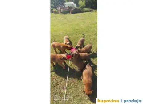 Belgijski ovčar Malinoa štenci - 1/10