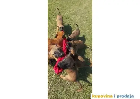 Belgijski ovčar Malinoa štenci - 2/10
