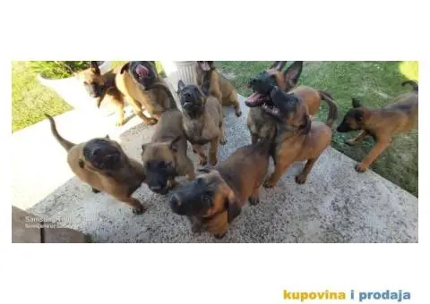 Belgijski ovčar Malinoa štenci - 3/10