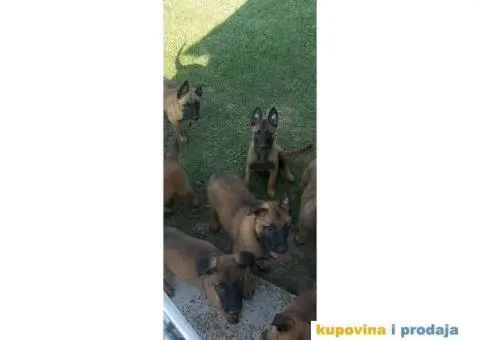 Belgijski ovčar Malinoa štenci - 4/10