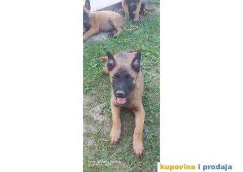 Belgijski ovčar Malinoa štenci - 5/10