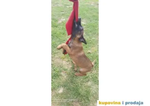 Belgijski ovčar Malinoa štenci - 6/10