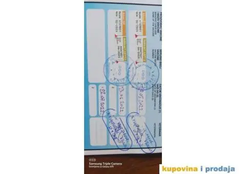 Belgijski ovčar Malinoa štenci - 8/10