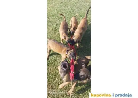 Belgijski ovčar Malinoa štenci - 9/10