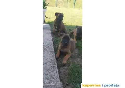 Belgijski ovčar Malinoa štenci - 10/10