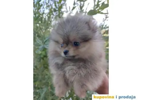 Pomeranac Boo štenci - 1/8