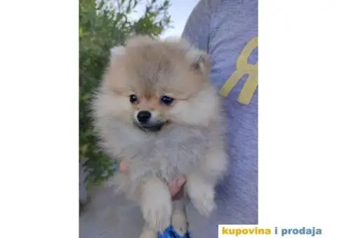 Pomeranac Boo štenci - 2/8