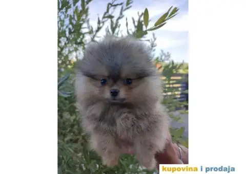Pomeranac Boo štenci - 3/8