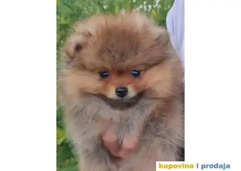 Pomeranac Boo štenci - 4/8