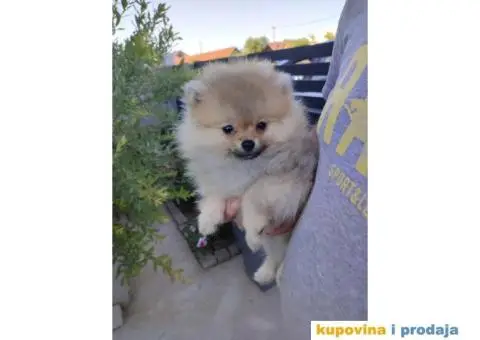 Pomeranac Boo štenci - 5/8