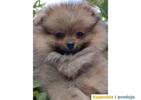 Pomeranac Boo štenci - 6/8