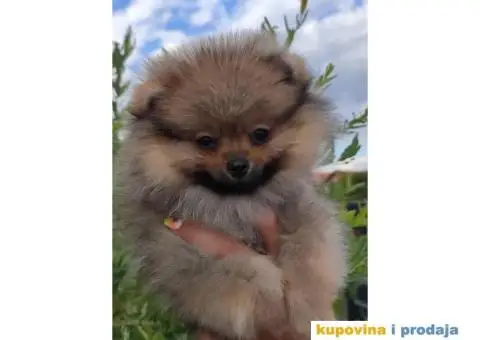 Pomeranac Boo štenci - 7/8