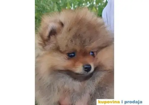 Pomeranac Boo štenci - 8/8