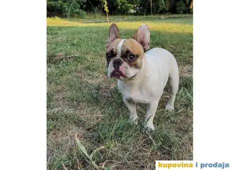 Mlad muzjak francuskog buldoga - 1/6