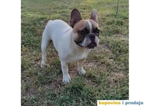 Mlad muzjak francuskog buldoga - 2/6