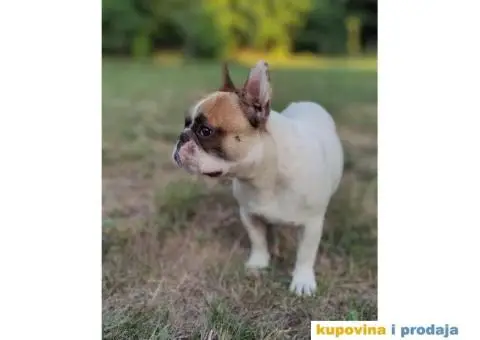 Mlad muzjak francuskog buldoga - 3/6