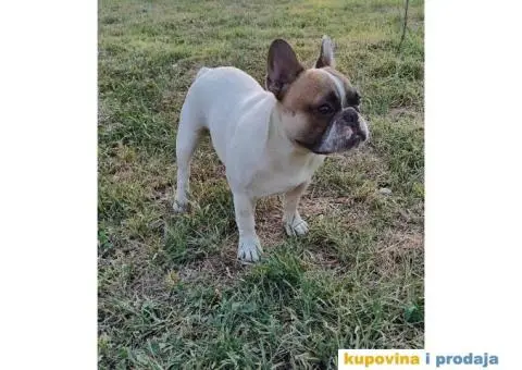 Mlad muzjak francuskog buldoga - 4/6