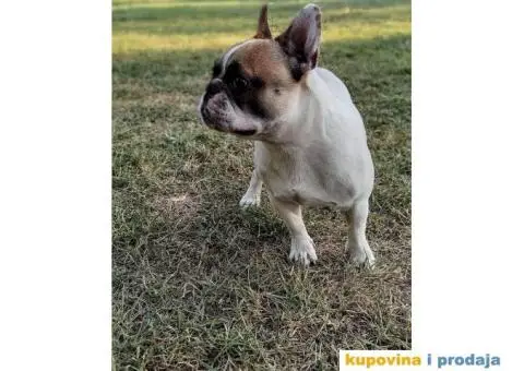 Mlad muzjak francuskog buldoga - 5/6