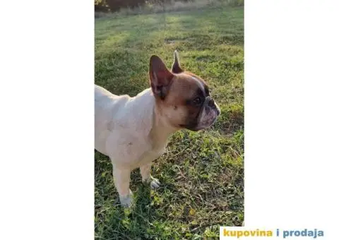 Mlad muzjak francuskog buldoga - 6/6