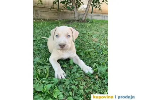 Pitbull štenci - 1/10