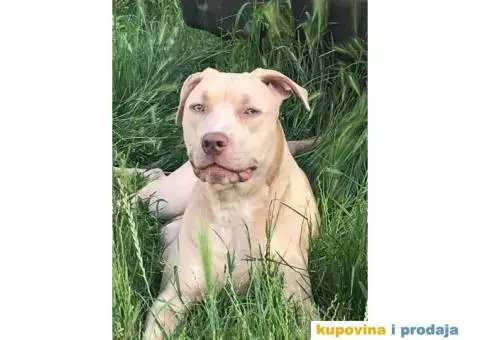 Pitbull štenci - 2/10