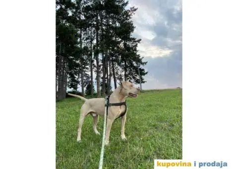 Pitbull štenci - 3/10