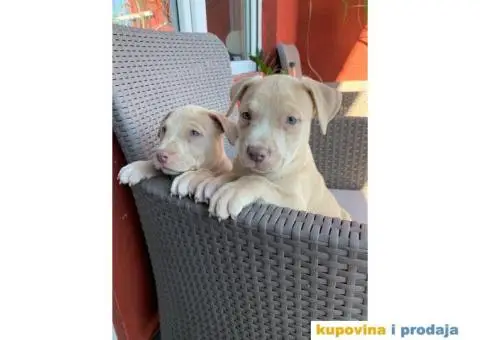 Pitbull štenci - 5/10