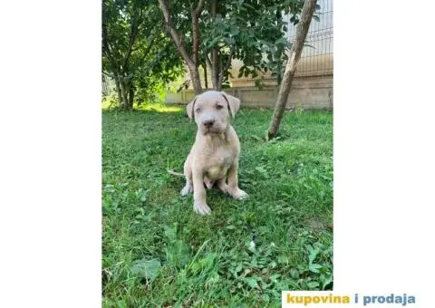 Pitbull štenci - 6/10