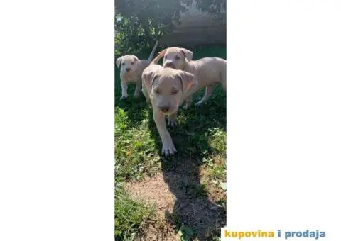 Pitbull štenci - 7/10