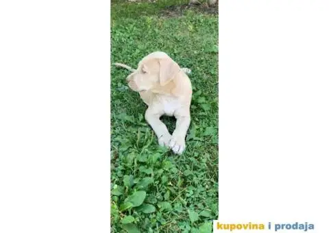 Pitbull štenci - 8/10