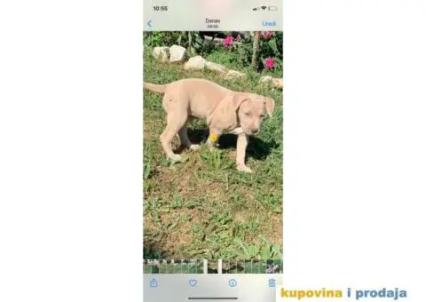 Pitbull štenci - 10/10