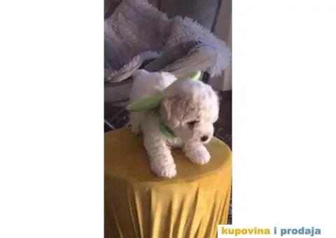 Kovrdžavi Bišon - 3/15