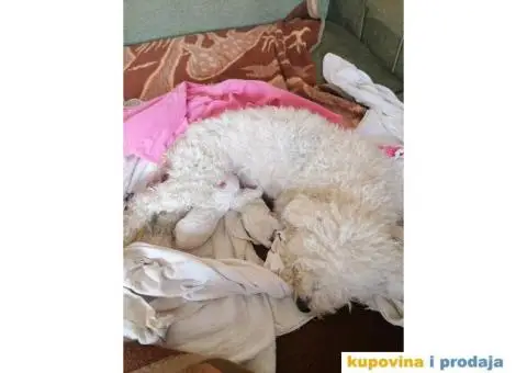 Kovrdžavi Bišon - 5/15