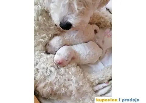 Kovrdžavi Bišon - 6/15