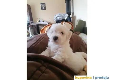 Kovrdžavi Bišon - 7/15