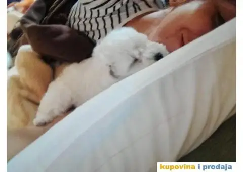 Kovrdžavi Bišon - 9/15