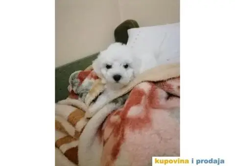 Kovrdžavi Bišon - 11/15