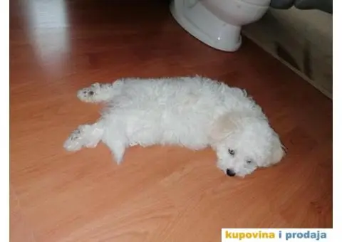 Kovrdžavi Bišon - 12/15