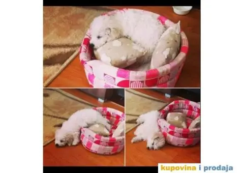 Kovrdžavi Bišon - 13/15