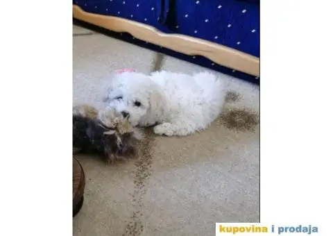 Kovrdžavi Bišon - 14/15