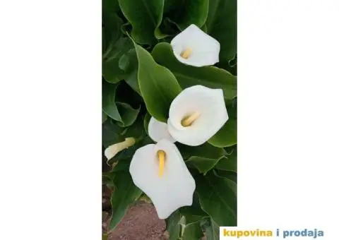 Lukovice holandskih kala