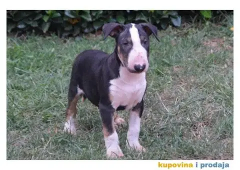 Bull Terrier štenci - 6/7